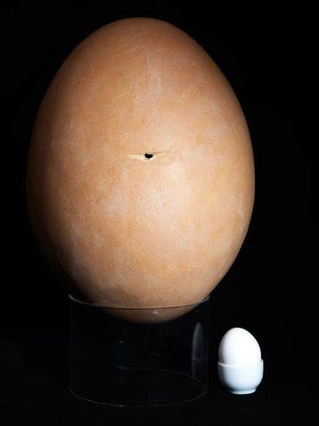 Olifantsvogel - Gefossiliseerd ei - fossiles Ei vom