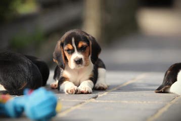 Beagle pups, Parvo, België, Beagle, 8 tot 15 weken
