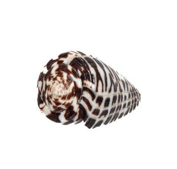 Conus polyglotta (40mm) - Filipijnen - Uitzonderlijk GEM, Verzamelen, Nieuw