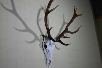 Large Red Stag Trophy Schedel - Cervus elaphus - 47 cm - 78, Verzamelen, Dierenverzamelingen, Nieuw