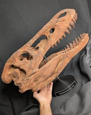 Fossiele schedel - Jane (Tyrannosaurus rex juvenile