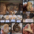 Oude fossielenverzameling, ongeveer 20 stuks. - Fossiele