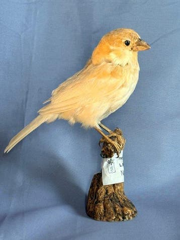Passera dItalia Taxidermie volledige montage - Passer, Nieuw