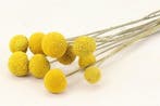 Craspedia trommelstokjes extra 10 stuks natural yellow, Ophalen of Verzenden, Nieuw