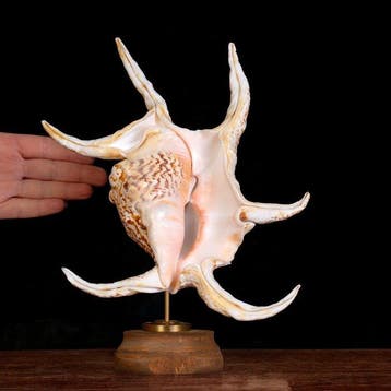 Gemonteerde Strombidae-schelpen: De Kunst van de Natuur -