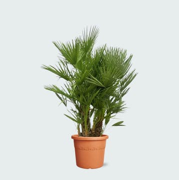Green Bubble - Chamaerops Humilis multistam - 160cm - Ø45 cm, Ophalen of Verzenden