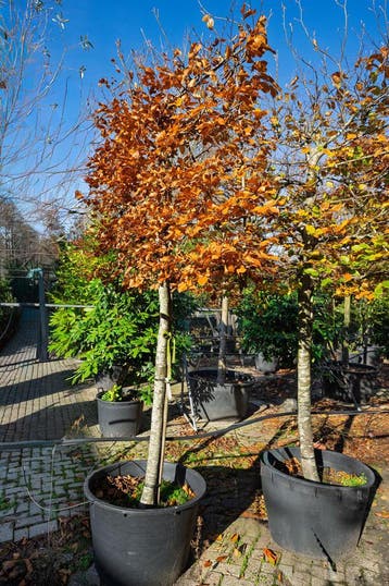 De Lei-beuk - Fagus Sylvatica, Ophalen, Leiboom, Halfschaduw, Lente