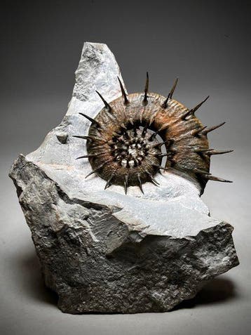 Stekelige heteromorfe ammoniet op matrix - Gefossiliseerd