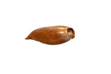 Grote balenpers of romp van een boot Skelet - Cymbium, Antiek en Kunst