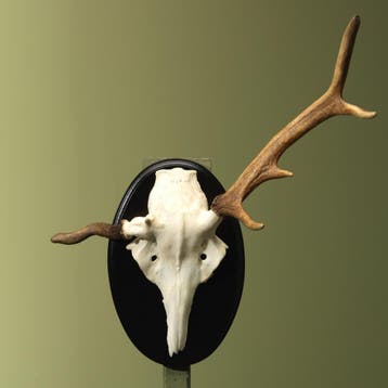 Edelhert Gewei Taxidermie Opgezette Dieren By Max, Ophalen of Verzenden, Nieuw, Wild dier, Opgezet dier