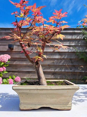 Japanese maple bonsai (Acer palmatum) - Hoogte (boom): 21 cm