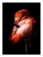 Jeffrey Van Daele - Crimson Elegance