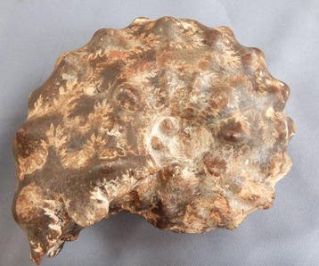 Ammoniet - Gefossiliseerd dier - Mammites nodoides - 10 cm -, Verzamelen, Mineralen en Fossielen