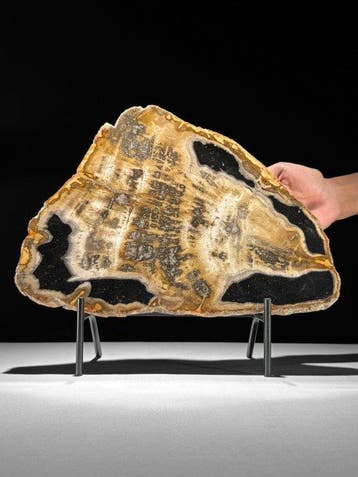 Prachtige plak versteend hout op een maatwerk standaard. -