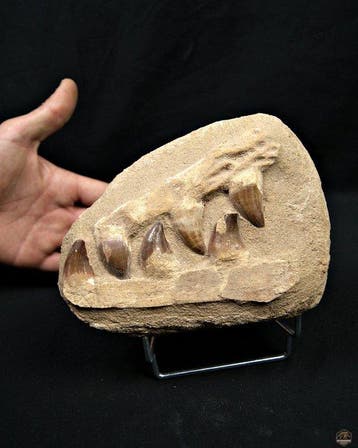 Mosasaurus - Fossiele matrix (Zonder minimumprijs), Antiek en Kunst