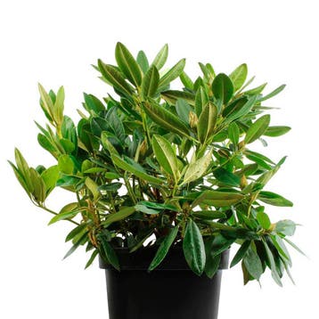 Rhododendron yakushimanum Percy Wiseman container (P29), Verzenden, Overige soorten, Halfschaduw