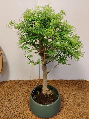 Lariks bonsai (Larix) - Hoogte (boom): 41 cm - Diepte