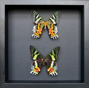 Vlinder Taxidermie volledige montage - Urania ripheus - 23, Nieuw