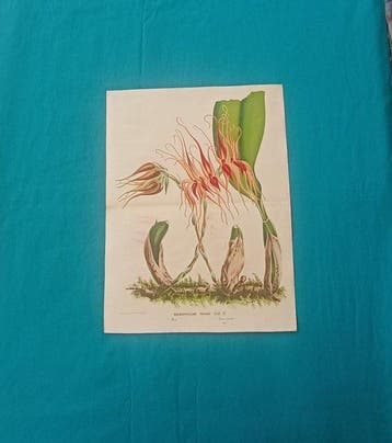 FLORES DES SERRES - Louis van Houtte / Lemaire - Flore des, Antiek en Kunst