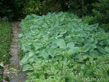 Hosta P9 sieboldiana elegans halcyon Blue cadet Big Daddy, Ophalen of Verzenden, Vaste plant, Volledige schaduw