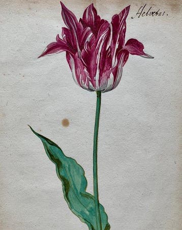 World - Tulpenmanie / Nederlandse Gouden Eeuw; Anonymous, Boeken, Nieuw