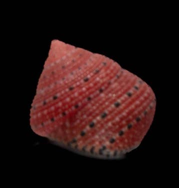 uiterst zeldzaam ! - Erdbeerschnecke  Skelet - Clanculus, Nieuw