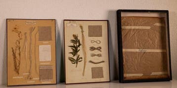 Herbarium - Herbarium - 1950
