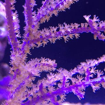 Muriceopsis Flavida (Purple Bush Gorgonian) S (Ong. 3-4 cm), Ophalen of Verzenden, Nieuw