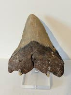 Megalodon - Fossiele tand - Carcharocles megalodon - 11.7 cm, Verzamelen, Mineralen en Fossielen
