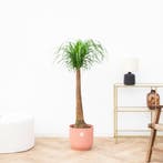 Green Bubble - Beaucarnea XXL - 130 cm - Ø27 cm, Ophalen of Verzenden