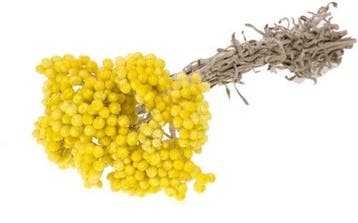 Immortelle SB droogbloemen Geel natural yellow, Ophalen of Verzenden, Nieuw