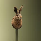 Haas Taxidermie Opgezette Dieren By Max, Ophalen of Verzenden, Nieuw, Wild dier, Opgezet dier