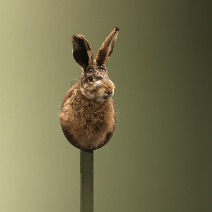 Haas Taxidermie Opgezette Dieren By Max, Verzamelen, Dierenverzamelingen, Opgezet dier, Nieuw, Wild dier, Ophalen of Verzenden