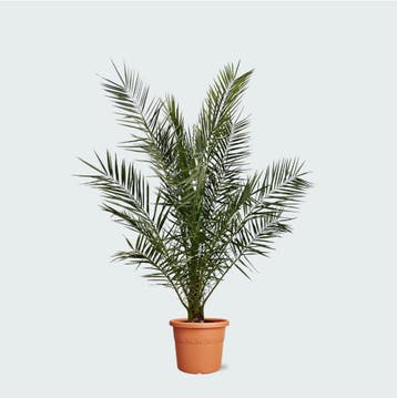 Green Bubble - Phoenix Canariensis - 170cm - Ø27 cm, Ophalen of Verzenden