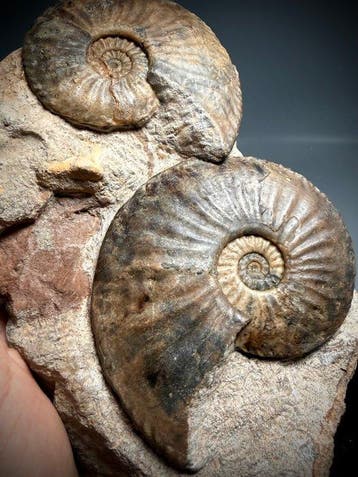 Uitstekend ammonietenexemplaar - Gefossiliseerde schelp, Verzamelen