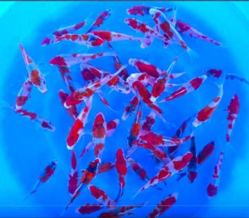 Kanno 13-15cm (Japanse Koi), Karper of Koi