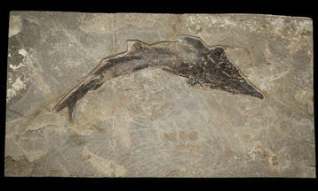 Fossiel - Fossiele matrix - Protopsephurus - 61.4 cm - 33.7