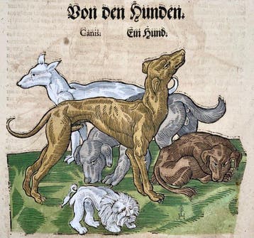 Conrad Gesner [1516-1565] - Domestic Dogs, Stag - Folio with