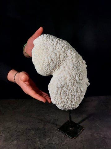 corallo kom Taxidermie volledige montage - Halomitra pileus, Verzamelen, Nieuw