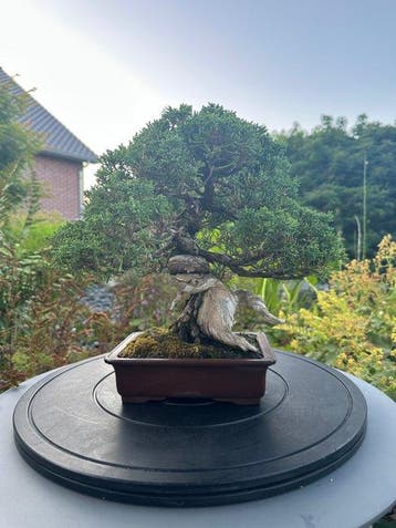shohin juniperus chinensis - Hoogte (boom): 22 cm - Diepte