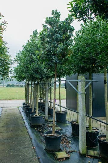 Arbutus unedo hoogstam 12/14