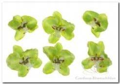 Orchidee hoofd losse bloemen Lichtgroen 8,5 cm pak 6 stuks, Hobby en Vrije tijd, Knutselen, Ophalen of Verzenden, Nieuw