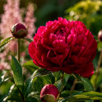 Pioenroos Karl Rosenfield Vaste planten, Raskleur, Tuin en Terras, Verzenden, Vaste plant, Overige soorten