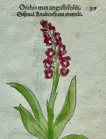 Leonhart Fuchs - Primi de stirpium historia commentariorum