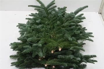 Nobilis PAK 5 kilo vers KerstGroen vers, Hobby en Vrije tijd, Ophalen of Verzenden, Nieuw