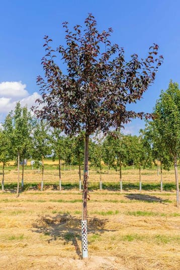 Malus Royalty hoogstam 12/14