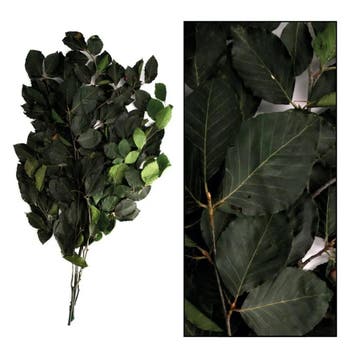 Geprepareerd gepreserveerd beukenblad groen fagus 80 cm 50, Ophalen of Verzenden, Nieuw