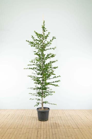 Carpinus betulus beveerd 6-8