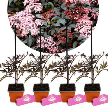 Sambucus nigra Black Lace + Pot 9cm 4 stuks, Verzenden, Halfschaduw