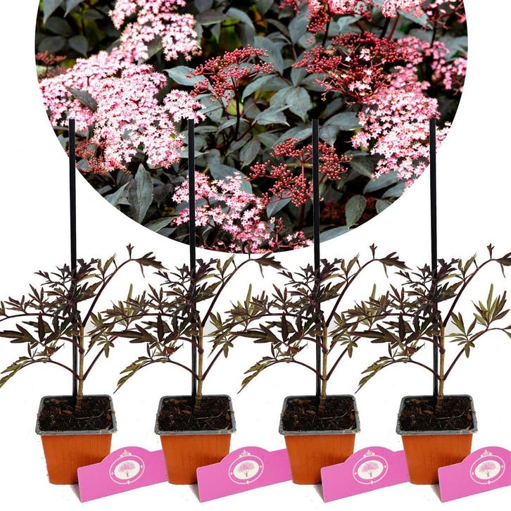 Sambucus nigra Black Lace + Pot 9cm 4 stuks, Tuin en Terras, Planten | Fruitbomen, Halfschaduw, Verzenden
